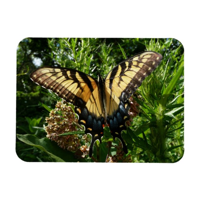 Frack Butterfly III Schönes farbiges Foto Magnet (Horizontal)