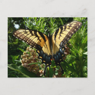 Frack Butterfly III Schönes farbiges Foto Postkarte
