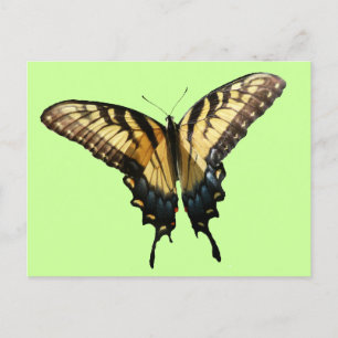 Frack Butterfly III Schönes farbiges Foto Postkarte