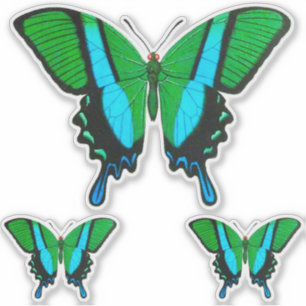 Frack Butterfly in Grün, Türkis und Schwarz Aufkleber