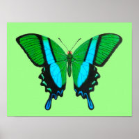 Frack Butterfly in Grün, Türkis und Schwarz