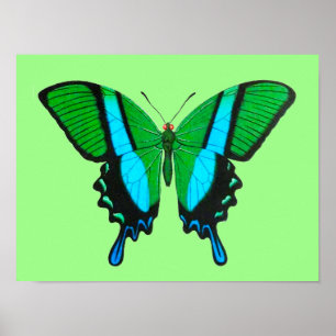 Frack Butterfly in Grün, Türkis und Schwarz Poster