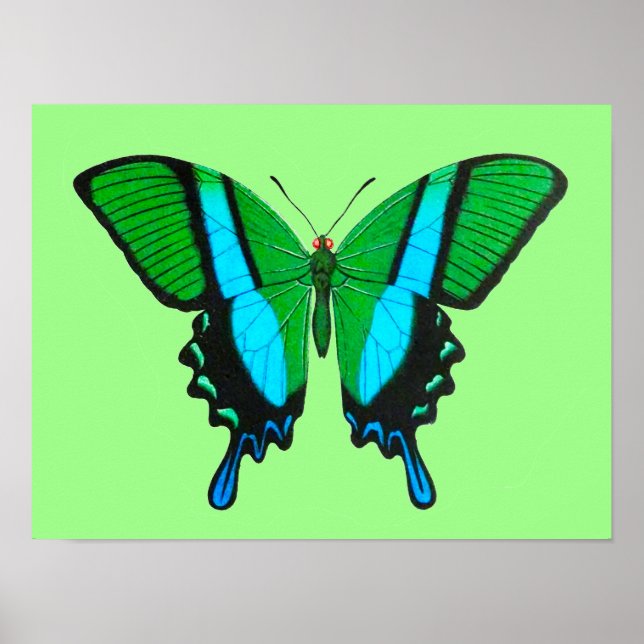 Frack Butterfly in Grün, Türkis und Schwarz Poster (Vorne)