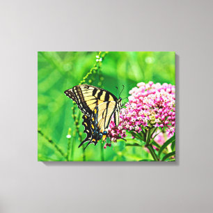 Frack Butterfly Leinwanddruck