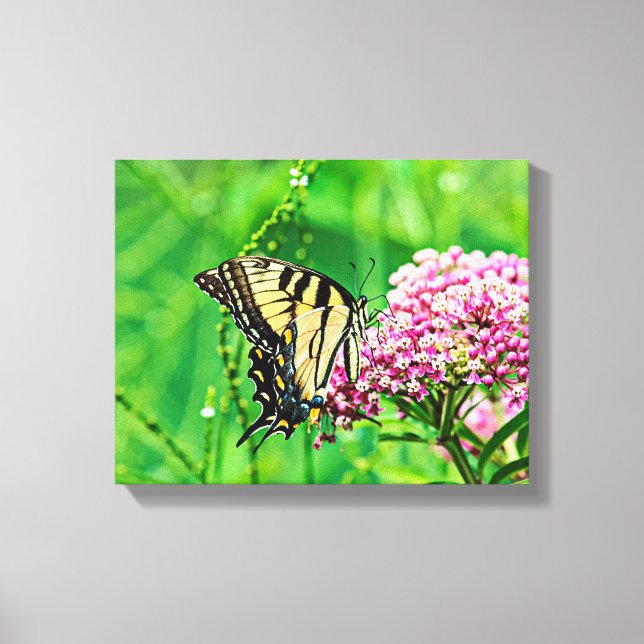 Frack Butterfly Leinwanddruck (Vorderseite)