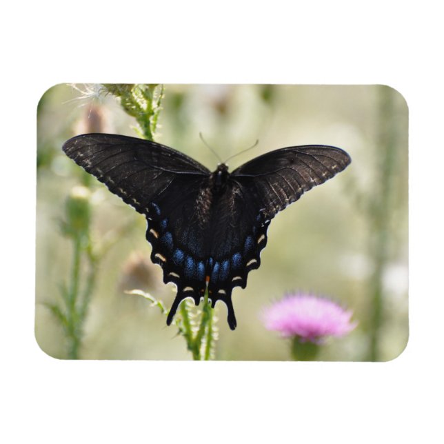 Frack Butterfly Magnet (Horizontal)