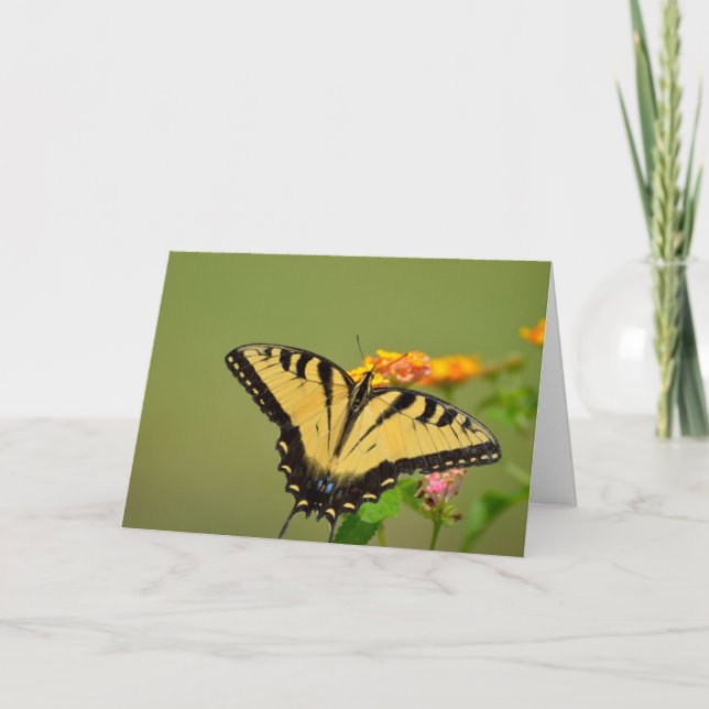 Frack Butterfly Notecard Karte (Vorderseite)