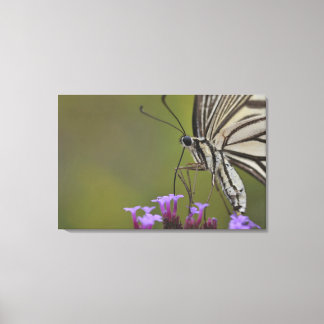 Frack Butterfly on Blume, Chiba Leinwanddruck