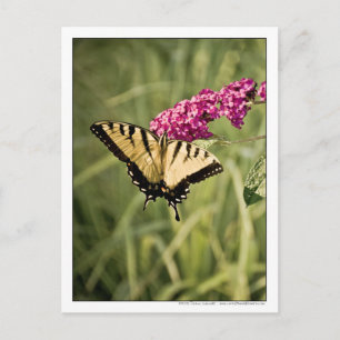 Frack Butterfly on Butterfly Bush Fotografie Postkarte