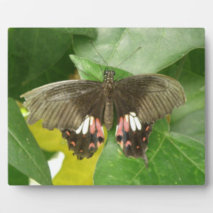 Frack Butterfly Plaque Fotoplatte
