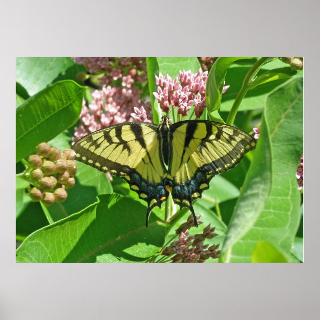 Frack Butterfly Poster von Weibchen (Vorne)
