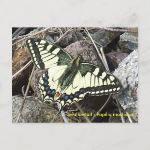 Frack Butterfly Postkarte