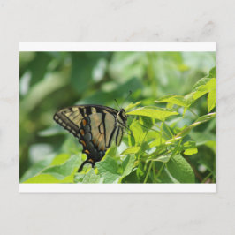 Frack Butterfly Postkarte