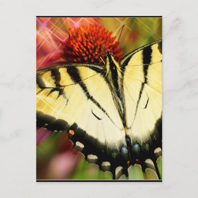 Frack Butterfly Postkarte (Vorderseite)