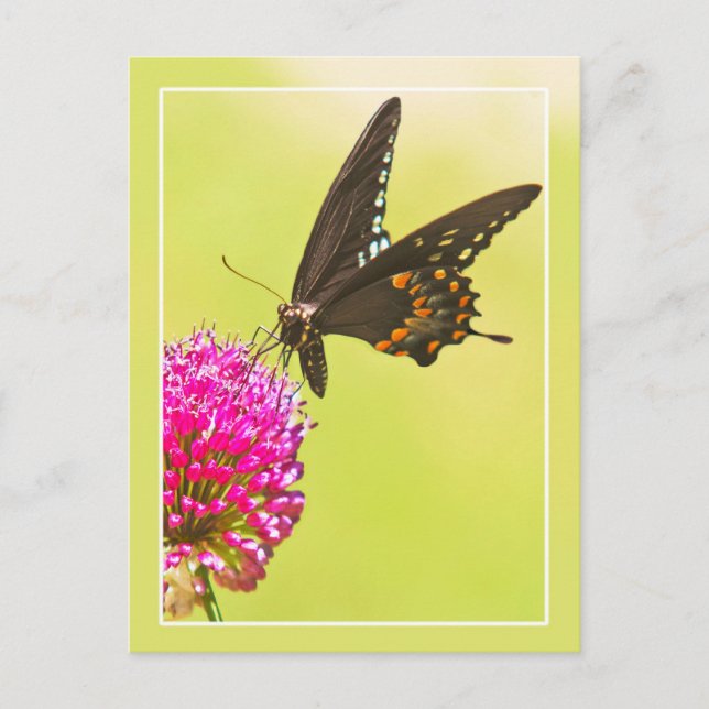 Frack Butterfly Postkarte (Vorderseite)