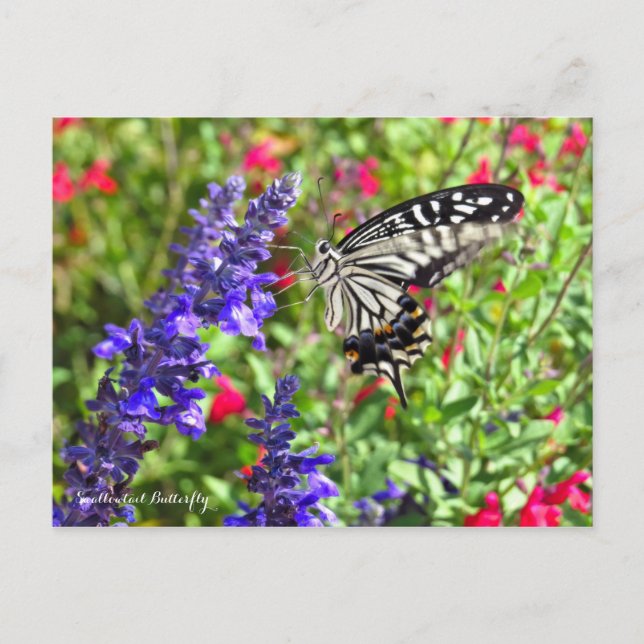 Frack Butterfly [Postkarte] Postkarte (Vorderseite)