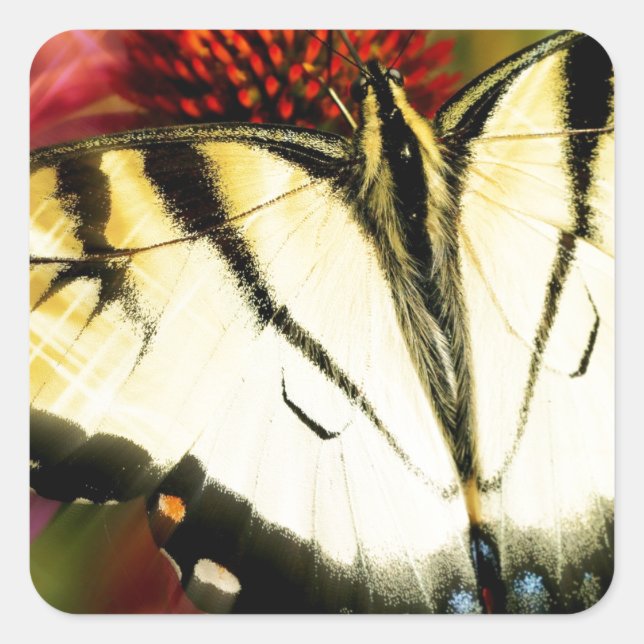 Frack Butterfly Quadratischer Aufkleber (Vorderseite)
