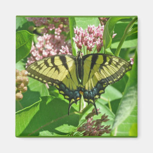 Frack Butterfly Series of Eastern Tiger Magnet