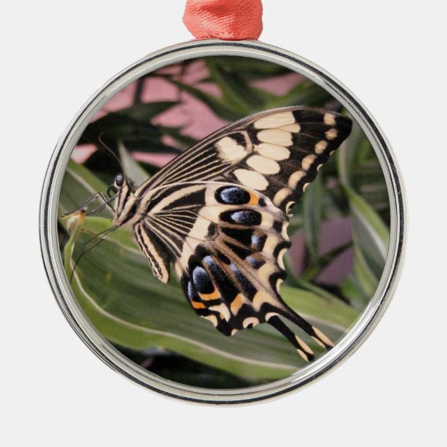Frack Butterfly Silbernes Ornament (Vorne)