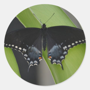 Frack Butterfly Sticker