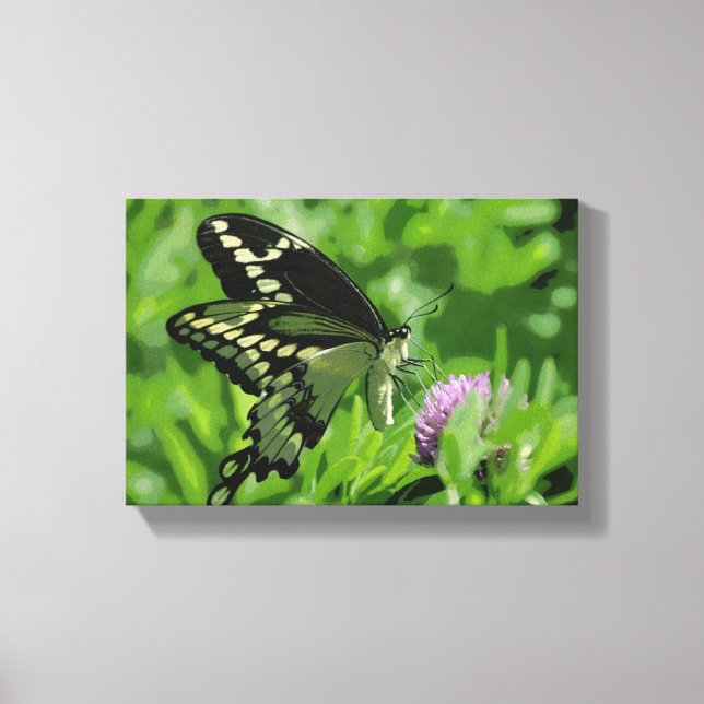 Frack Butterfly Stretched Canvas Print Leinwanddruck (Vorderseite)
