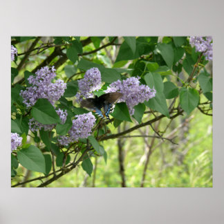 Frack Butterfly und Lilac Bush Poster
