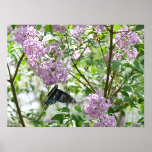 Frack Butterfly und Lilac Bush Poster