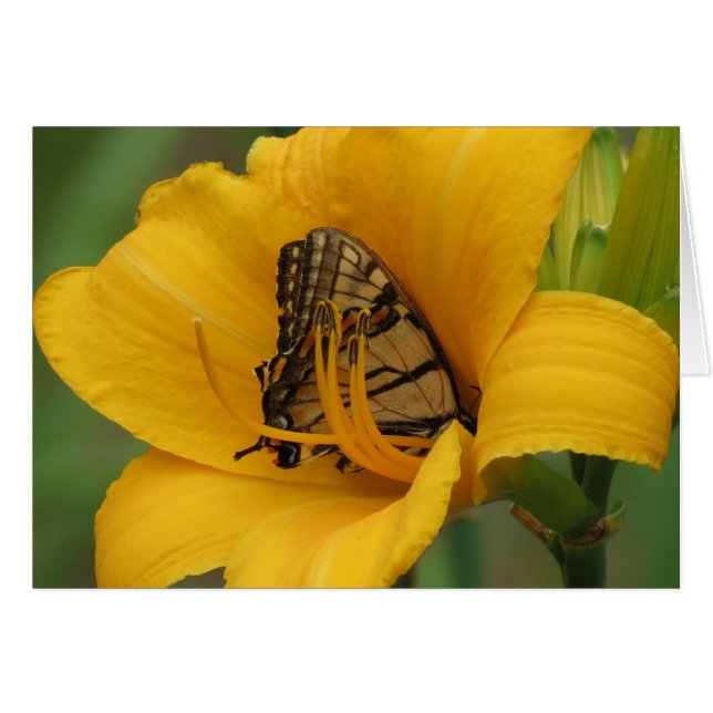Frack Lily - Schmetterling (Vorderseite (Horizontal))