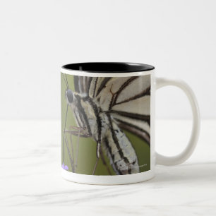 Frack-Schmetterling auf Blume, Chiba Zweifarbige Tasse