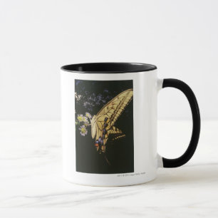 Frack-Schmetterling auf Blume, nahes hohes Tasse