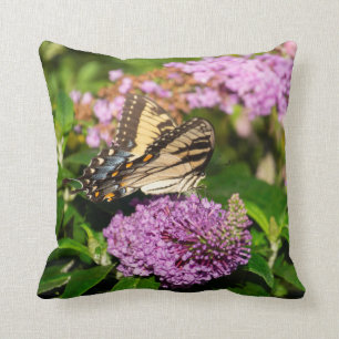 Frack-Schmetterling auf der Lila Kissen