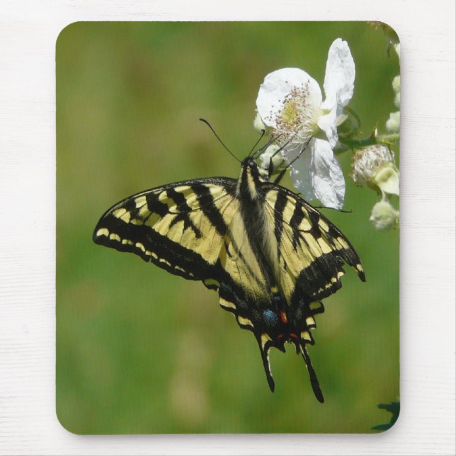Frack-Schmetterling auf einer BlackBerry-Blüte Mousepad (Vorne)