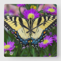 Frack-Schmetterling auf Gänseblümchen