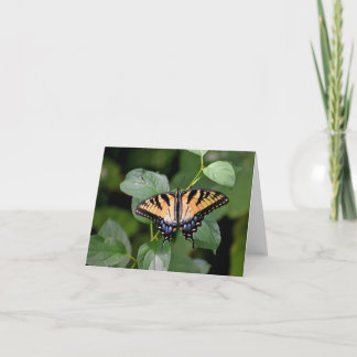 Frack Schmetterling leere notecard. Dankeskarte