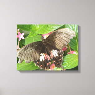 Frack Schmetterling Makro Canvas drucken Leinwanddruck