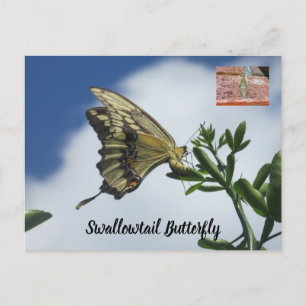 Frack-Schmetterling-Postkarte Postkarte