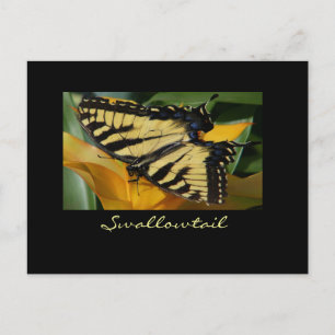 Frack-Schmetterling-Postkarte Postkarte