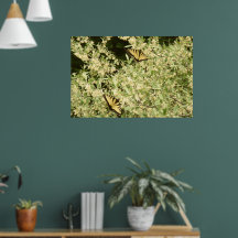 Frack-Schmetterlinge auf dem blühenden Strauß