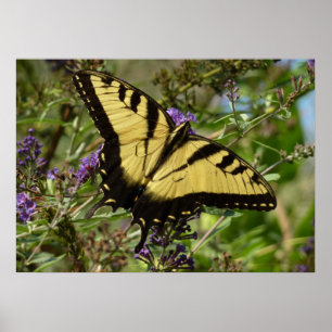 Frack über Butterfly Bush Poster