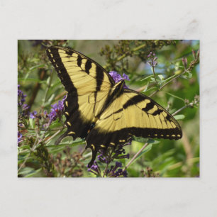 Frack über Butterfly Bush Postkarte