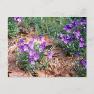 Frack & Viola Postcard Postkarte