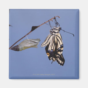 Frackschmetterling nach Metamorphose Magnet