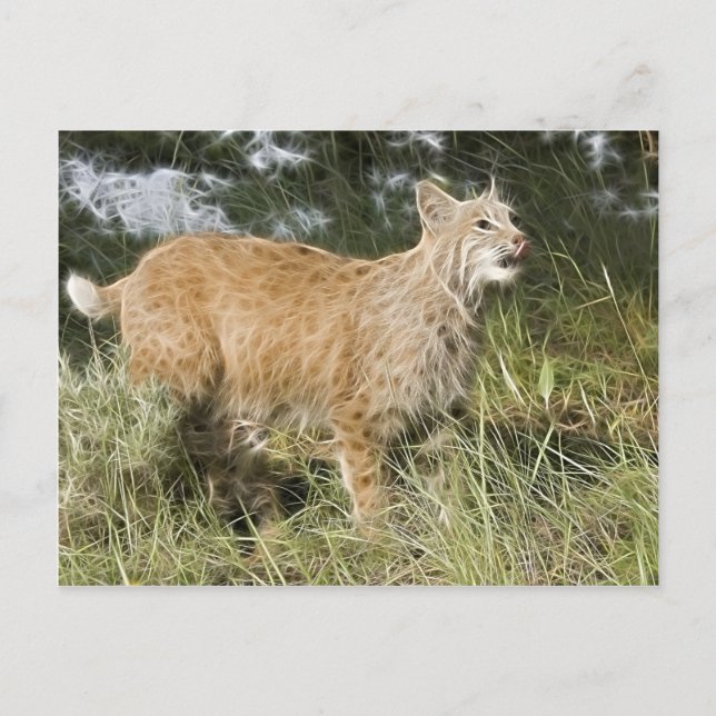 Fractalius Bobcat Postkarte (Vorderseite)