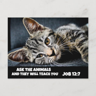 FRAG DER NIEDLICHEN TIERE, TABBY CAT BIBLE Postkar Postkarte