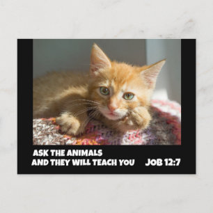 FRAG DIE TIERE GINGERKATZE POSTKARTE