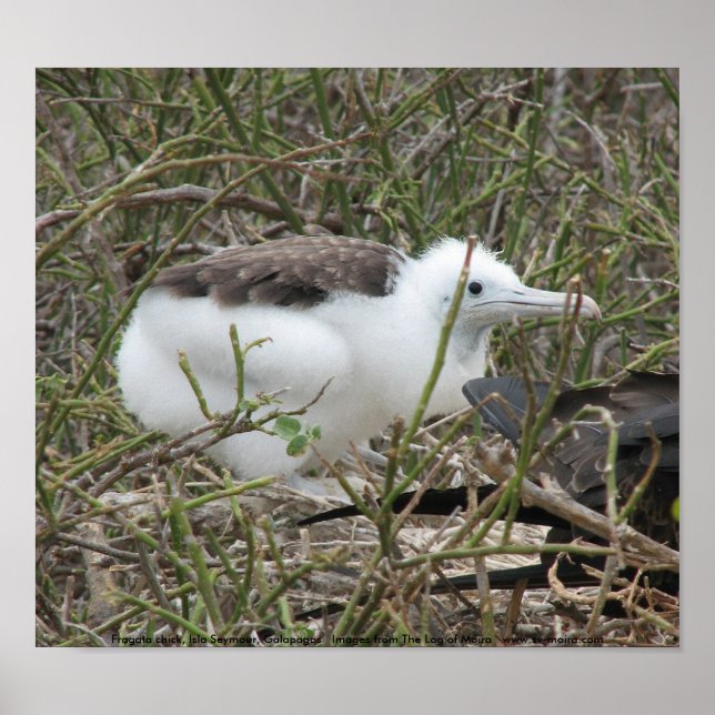 Fragata (Frigvogel), Isla Seymour, Galapa Poster (Vorne)