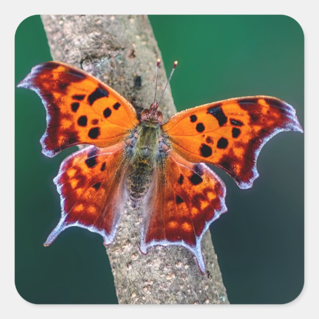 Frage Mark Butterfly Sticker (Vorderseite)