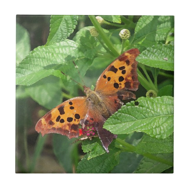 Frage Mark Butterfly über Lantana Fliese (Vorderseite)