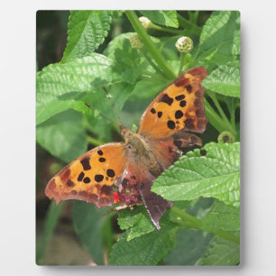 Frage Mark Butterfly über Lantana Fotoplatte