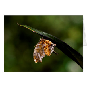 Fragezeichen-Schmetterling